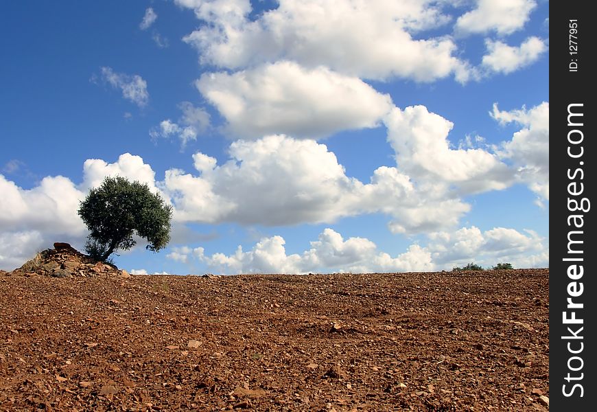 Solitary tree in the landscape of the Alentejo region.