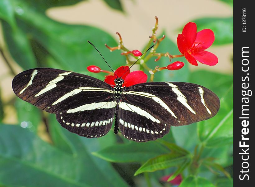 Butterfly05