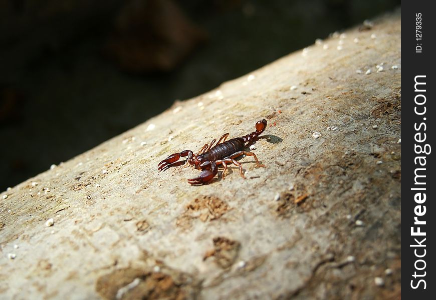 Scorpion On Tree Bark