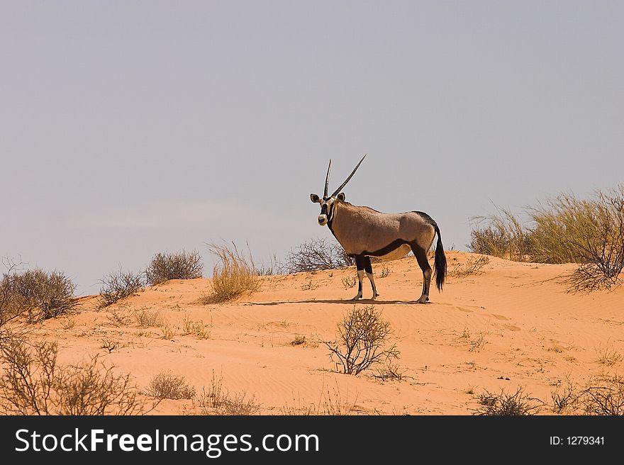 Gemsbok (Oryx) in Kgalagadi Transfrontier Park, South Africa