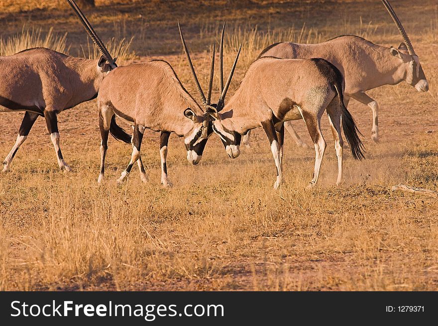 Gemsbok (Oryx) fighting in Kgalagadi Transfrontier Park, South Africa