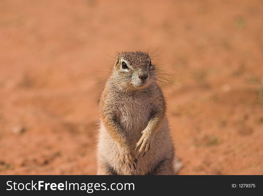 Ground Squirrel in Kgalagadi Transfrontier Park