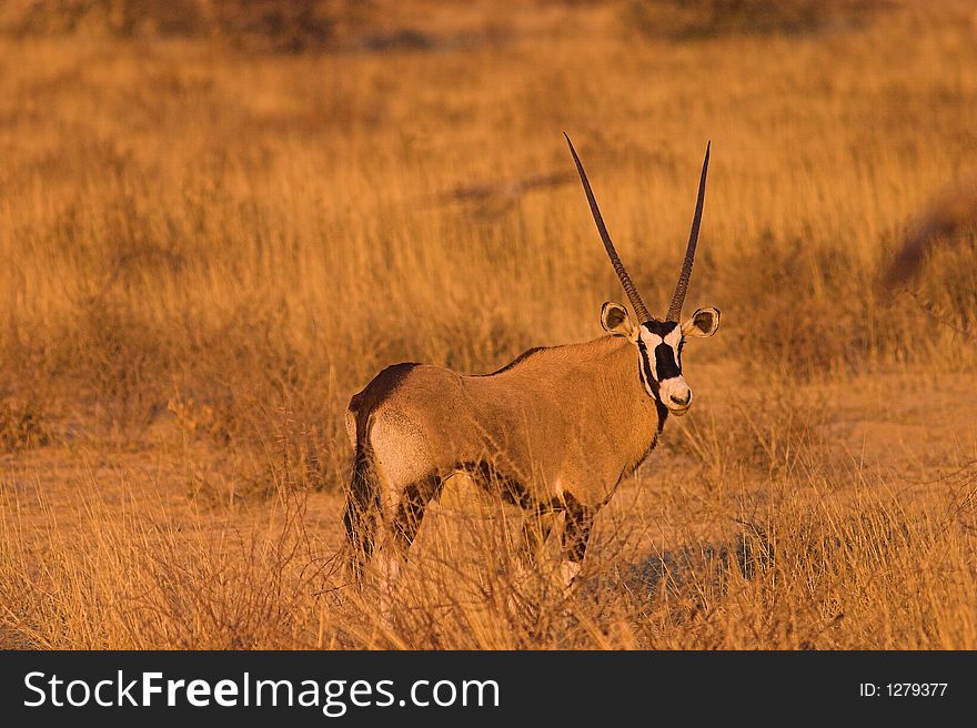 Gemsbok (Oryx) in Kgalagadi Transfrontier Park, South Africa