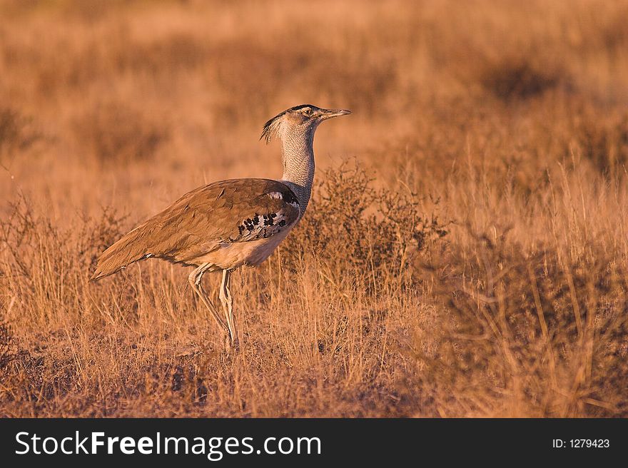 Kori Bustard in Kgalagadi Transfrontier Park