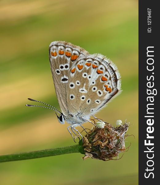 Butterfly common blue female in the nature. Butterfly common blue female in the nature