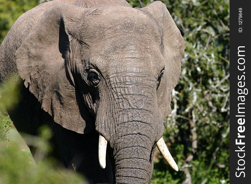 Young Elephant Bull in Addo Elephant National Park, South Africa