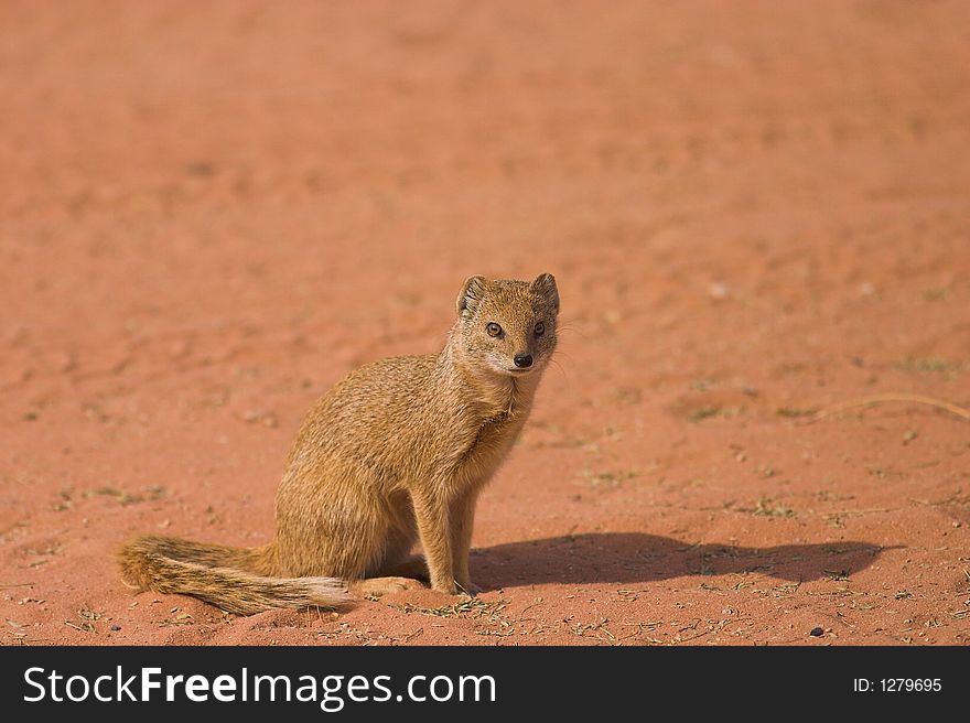 Yellow Mongoose in Kgalagadi Transfrontier Park, South Africa