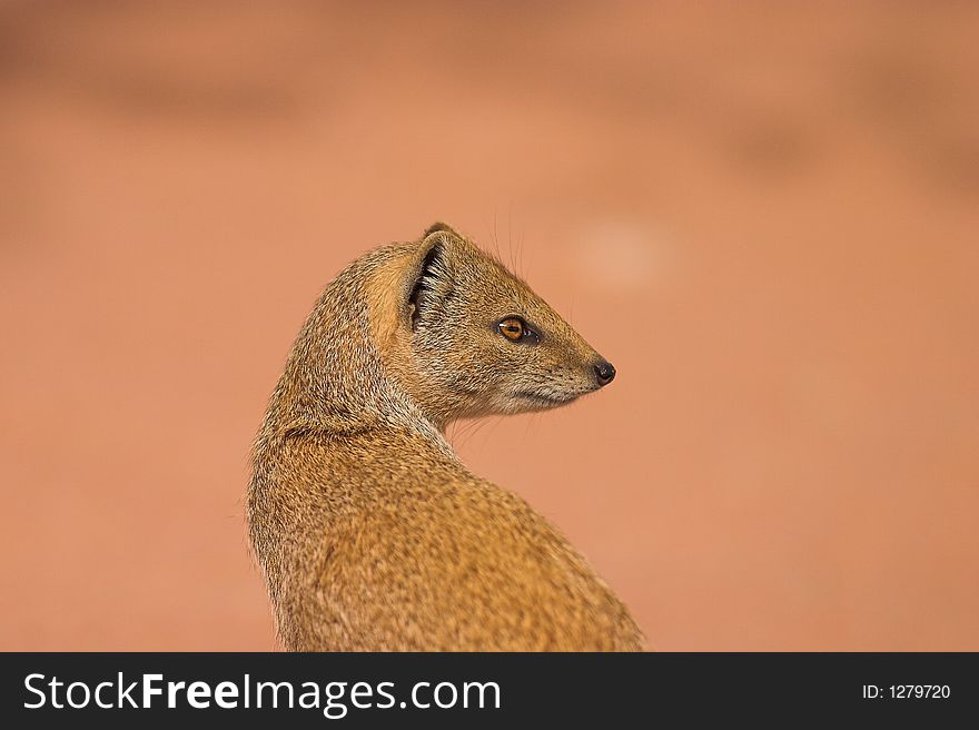 Yellow Mongoose in Kgalagadi Transfrontier Park, South Africa