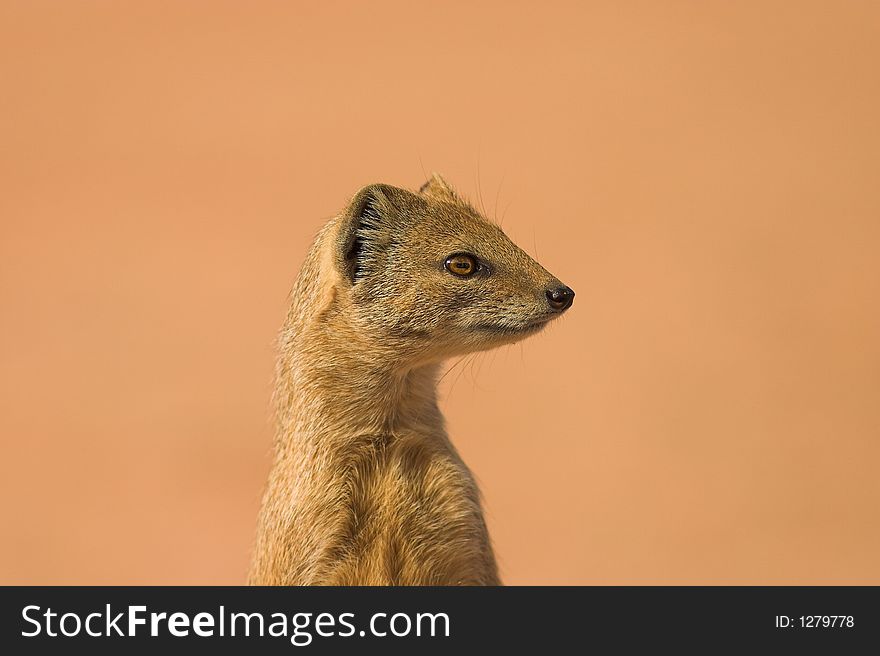 Yellow Mongoose in Kgalagadi Transfrontier Park, South Africa