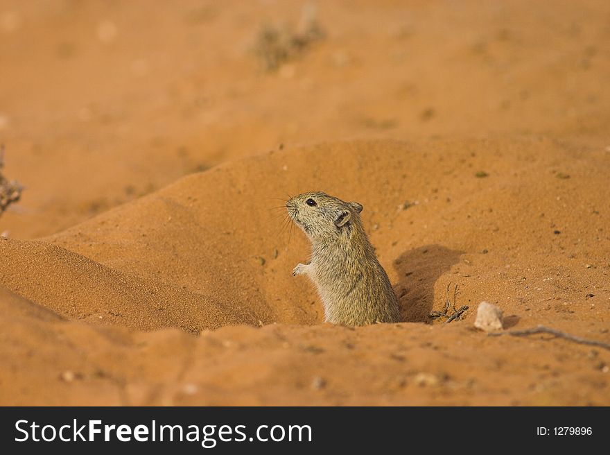 Brants Whistling Rat in its Burrow, Kgalagadi Transfrontier National Park, South Africa