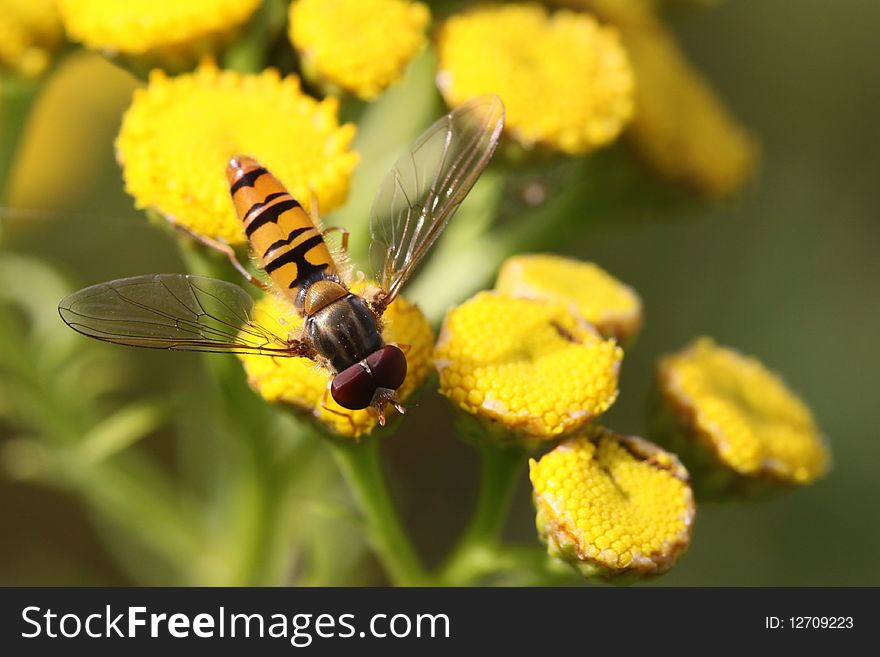 Marmalade hoverfly (Episyrphus balteatus) on the blossoming plant.