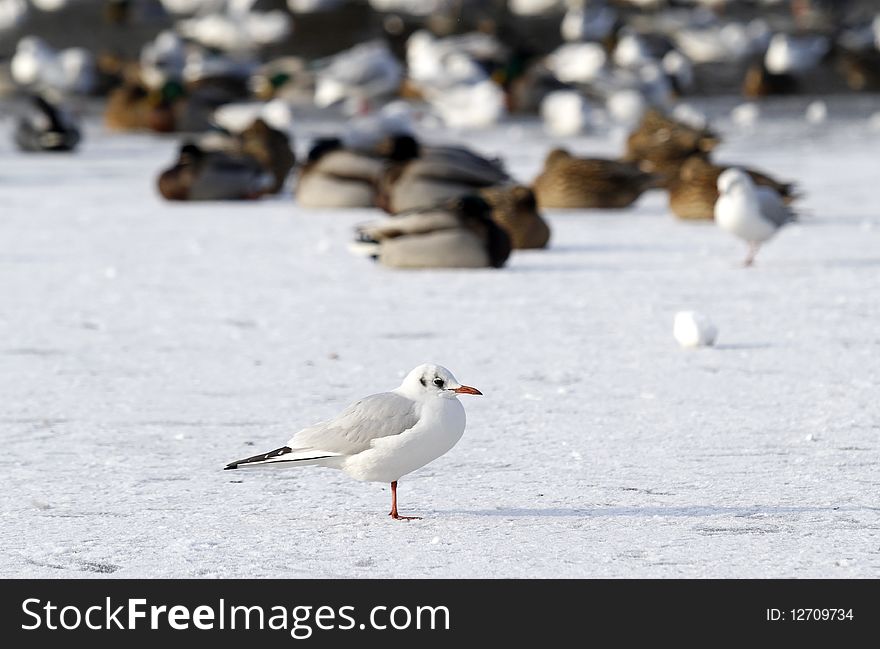 Seagull on frozen water in winter