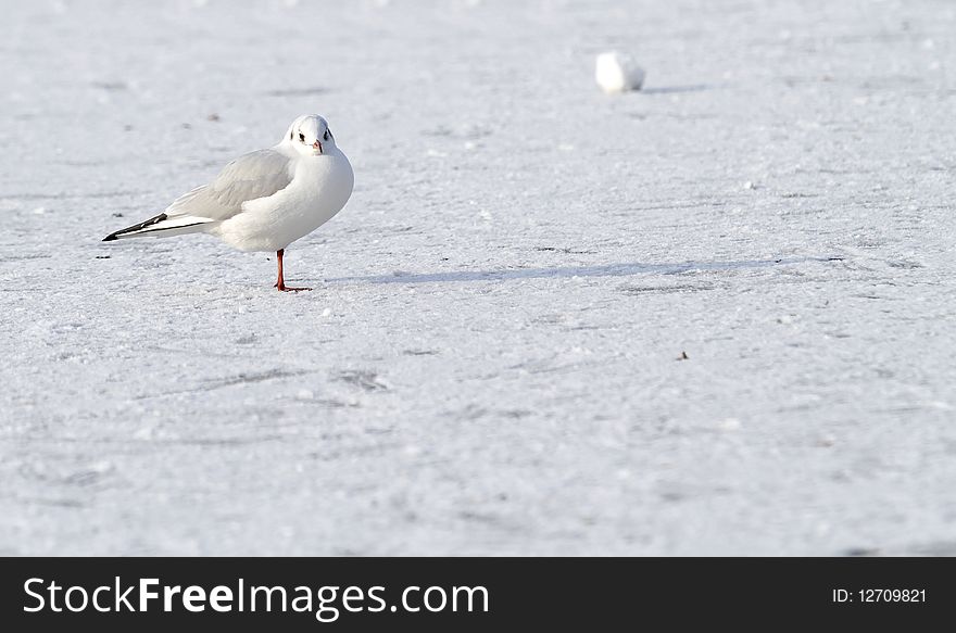 Seagull On Frozen Water In Winter