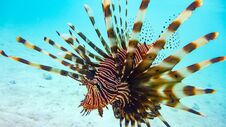 Close-up Of A Spotfin Lionfish Pterois Antennata, Maldives. Stock Images