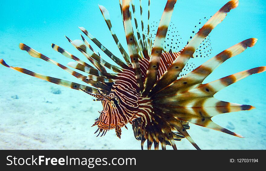 Close-up of a Spotfin Lionfish Pterois Antennata, Maldives.