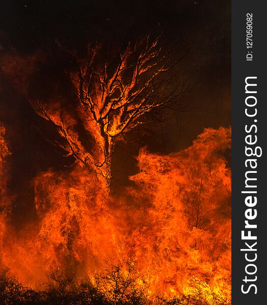 Silhouette Of A Tree Swallowed By Flames.