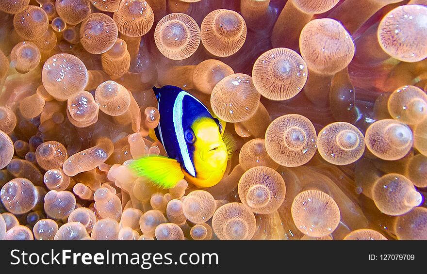 Close up of anemone fish in the maldives.