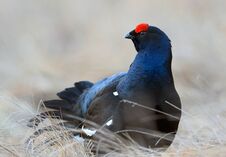 Male Of A Black Grouse At Lek. Early Morning At Sunrise Stock Image