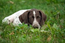 German Shorthaired Pointer, German Kurtshaar One Brown Spotted Puppy Lies Royalty Free Stock Photography German Shorthaired Pointer, German Kurtshaar One Brown Spotted Puppy Lies Royalty Free Stock Photography