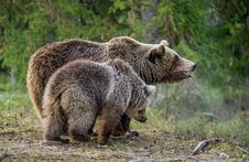She-bear And Bear-cub In The Summer Forest. Royalty Free Stock Photo