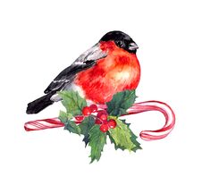 Christmas Bird Finch On Candy Cane And Mistletoe. Watercolor Stock Image