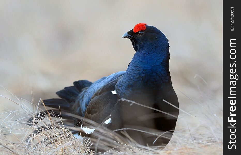 Male of a Black Grouse at Lek. Early morning at sunrise