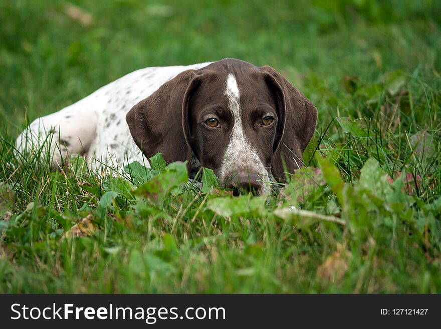 German shorthaired pointer, german kurtshaar one brown spotted puppy lies green grass field, close-up portrait, looking sadly down, put his head on the grass, an unhappy, brooding look, emotionally