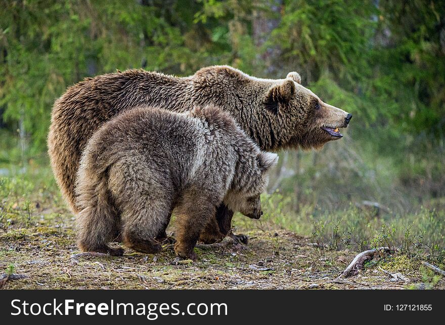 She-bear and bear-cub. Cub and Adult female of Brown Bear in the forest at summer time. Scientific name: Ursus arctos. She-bear and bear-cub. Cub and Adult female of Brown Bear in the forest at summer time. Scientific name: Ursus arctos.
