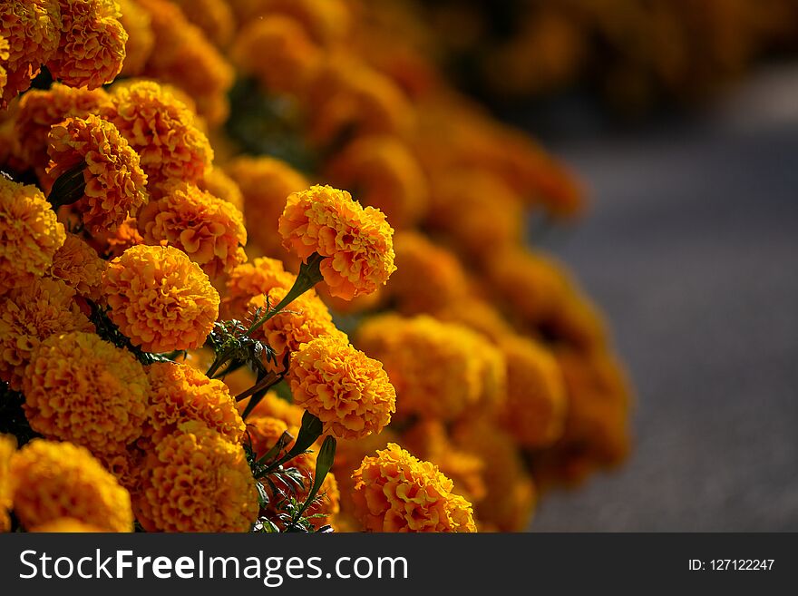 Orange camellias background or backdrop