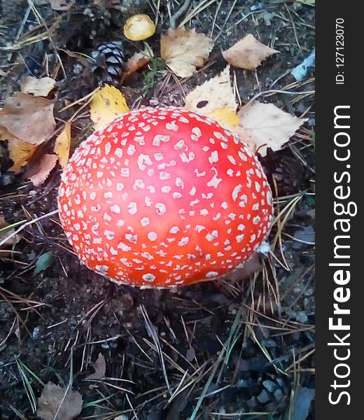 A beautiful but poisonous mushroom grows in the summer forest. A beautiful but poisonous mushroom grows in the summer forest