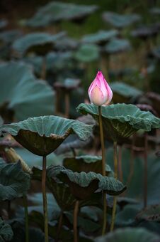 The Bud Of A Lotus Flower.Background Is The Lotus Leaf And Lotus Flower And Lotus Bud And Tree.Shooting Location Stock Photo