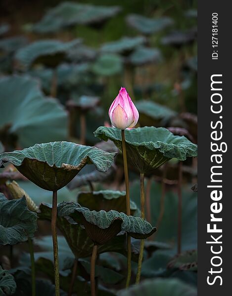 The bud of a lotus flower.Background is the lotus leaf and lotus flower and lotus bud and tree.Shooting location is the Sankeien in Yokohama, Kanagawa Prefecture Japan.