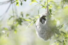 Free An Adult Eurasian Penduline Tit Remiz Pendulinus Calling For An Female Out Of Its Nest What He Is Making At The Lakes Of Linum Royalty Free Stock Photos - 127192908