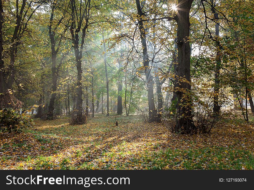 Old City Park In Autumn. Forest. Fog. Landscape.