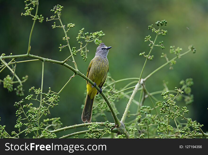 Flavescent Bulbul perching on branch of fruiting tree Pycnonotus flavescens