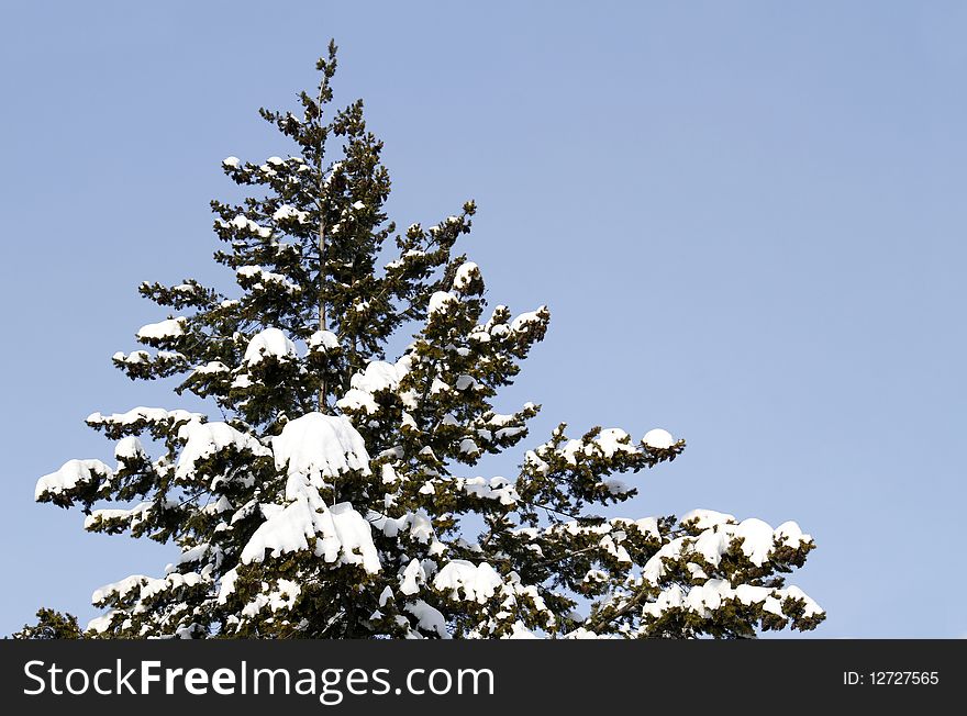 Winter tree on clear blue sky covered with snow