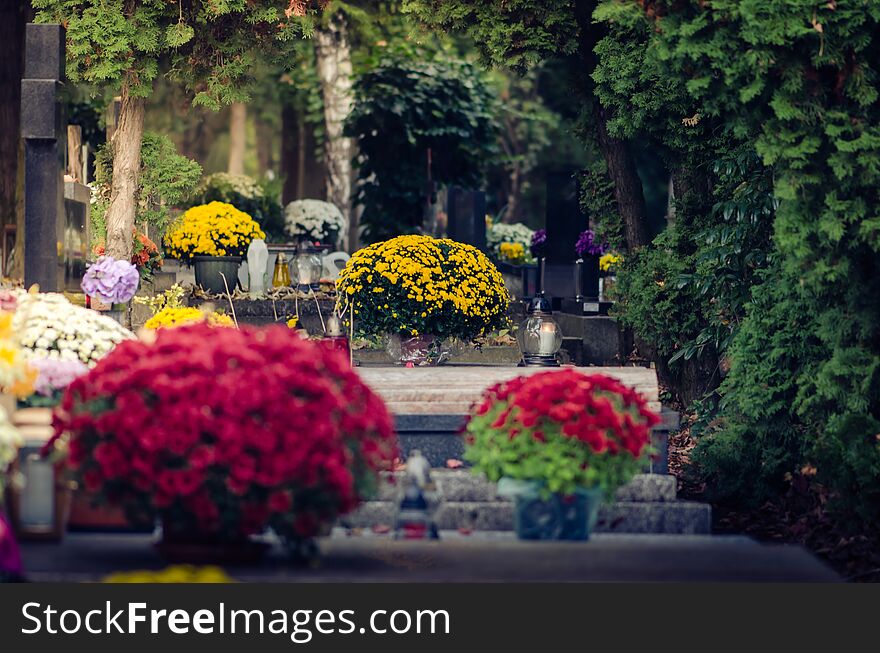 Graves with chrysanthemum flower decoration in All Saint Day in autumn atmosphere in cemetery. Graves with chrysanthemum flower decoration in All Saint Day in autumn atmosphere in cemetery
