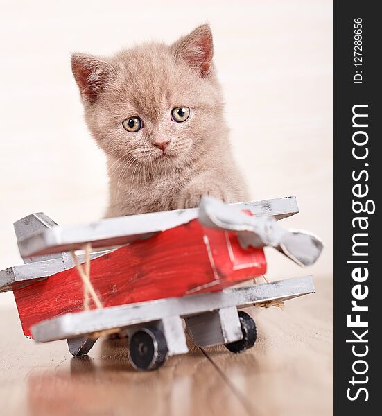 Scottish Fold - Cat is playing with a wooden plane.