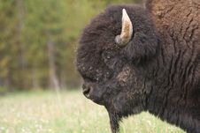 Great American Bison Stock Photos Great American Bison Stock Photos