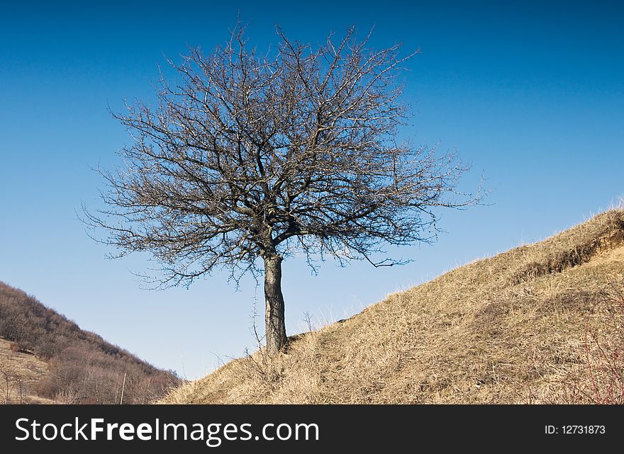 Lonely dried tree on hill. Lonely dried tree on hill