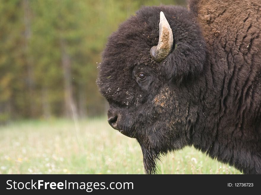 Close-up portrait of a bull bison (Bison bison) with horns in Yellowstone Park. Close-up portrait of a bull bison (Bison bison) with horns in Yellowstone Park