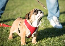 Funny Playing Red White Puppy Of English Bull Dog Close To Mans Legs On The Green Grass Looking To Stick. Royalty Free Stock Photos Funny Playing Red White Puppy Of English Bull Dog Close To Mans Legs On The Green Grass Looking To Stick. Royalty Free Stock Photos