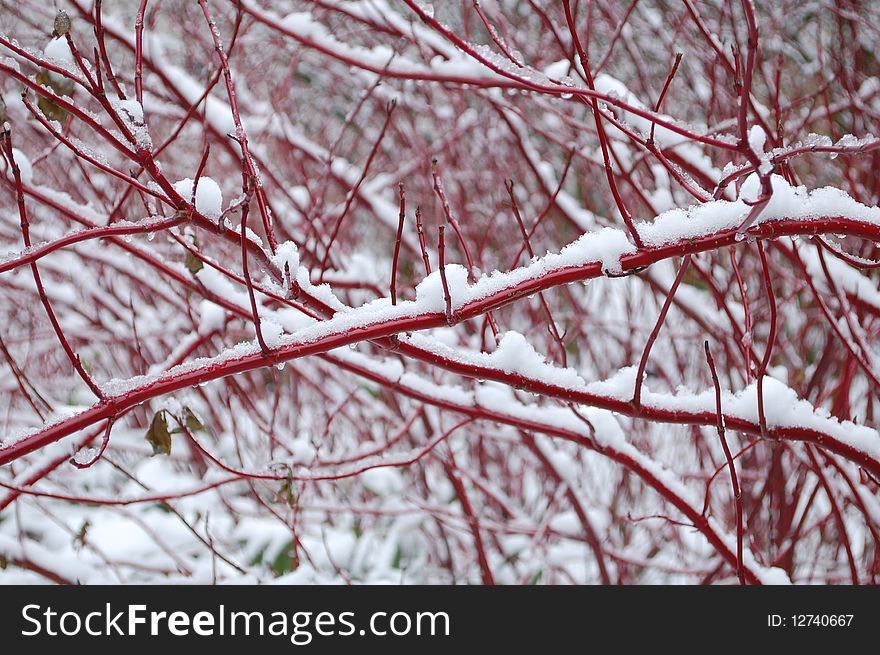 A red tree covered with snow. A red tree covered with snow