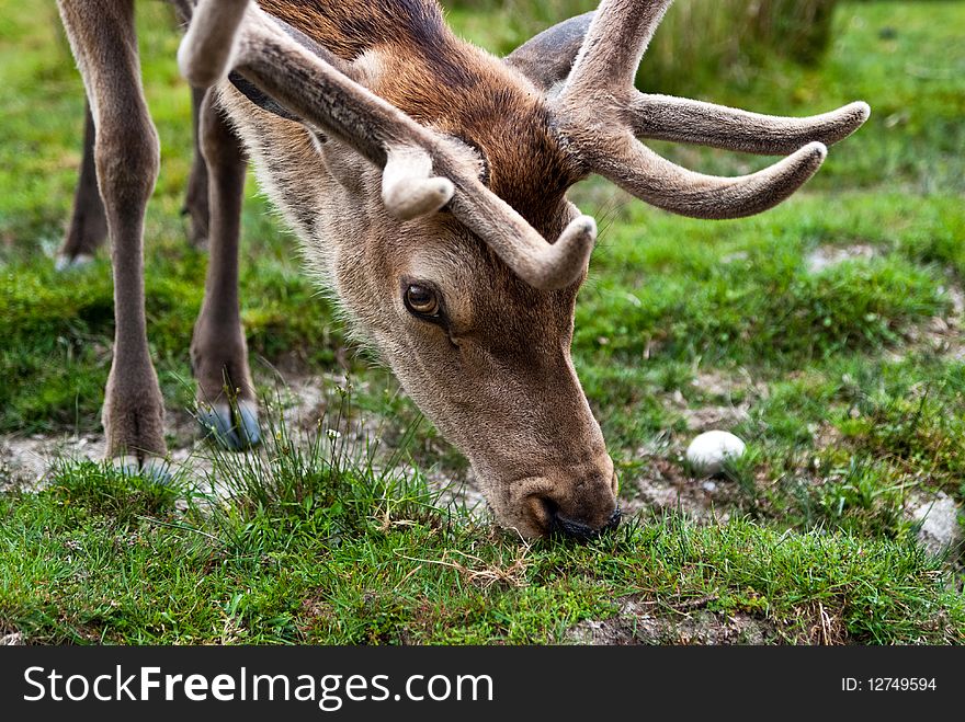 Portrait image of Red Deer picking up grass on bush opening. Portrait image of Red Deer picking up grass on bush opening