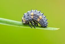 Caterpillar Of Seven-spot Ladybird On Needle Stock Image
