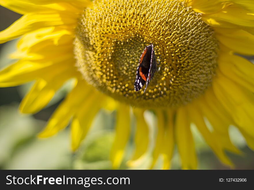 Butterfly On Sunflower Flower