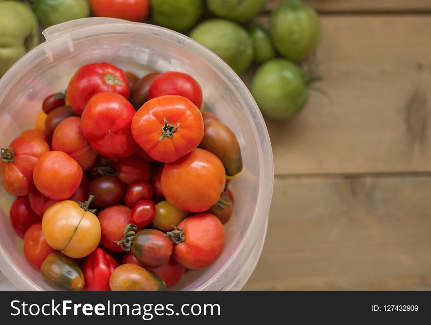 Bucket with multi-colored tomatoes