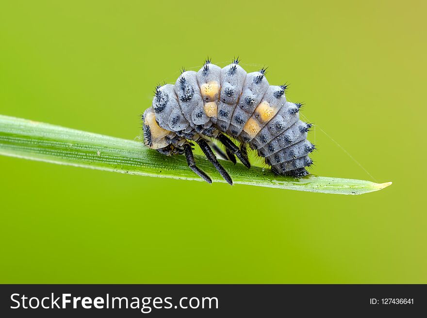 Caterpillar of Seven-spot ladybird on needle