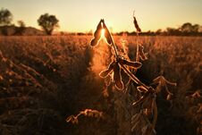 Mature Soybean Pods, Back-lit By Evening Sun Stock Photos