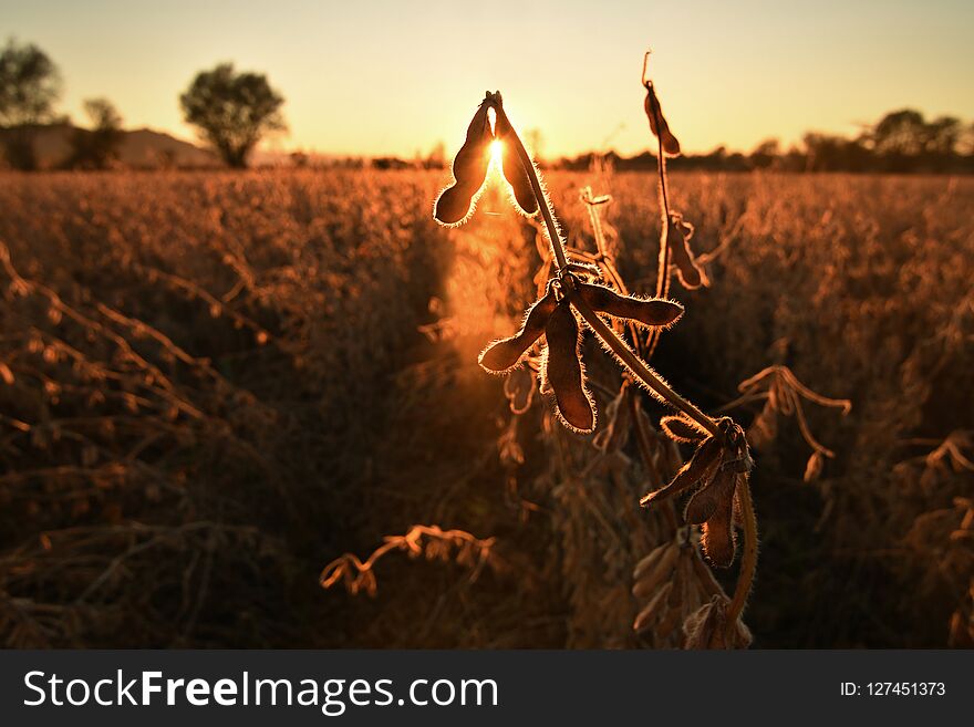 Mature soybean pods, back-lit by evening sun. Soy agriculture